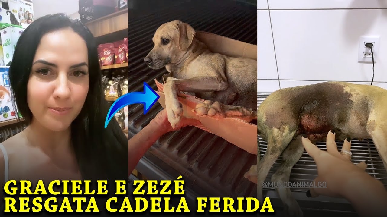 Zezé Di Camargo e Graciele Lacerda resgatam cadela ferida em estrada: “Adotamos”