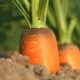 Aprenda como plantar cenoura na sua horta (28/03)