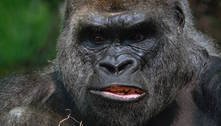 Aplicativo de fotos do Google ainda confunde animais com pessoas e não consegue encontrar gorilas   