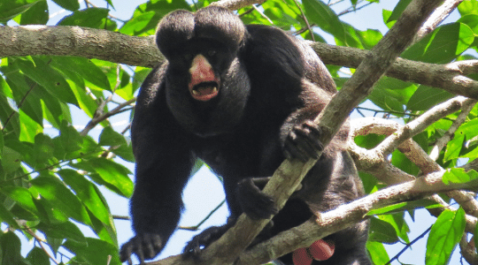 Como a Amazônia influenciou estudo revolucionário sobre DNA de primatas   02/06/2023   UOL TILT