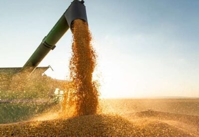 soja grãos colheita
